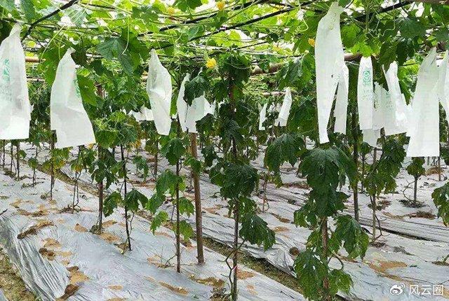 7月17日尿素期货持仓龙虎榜分析：尿素期货主力处于净空头状态