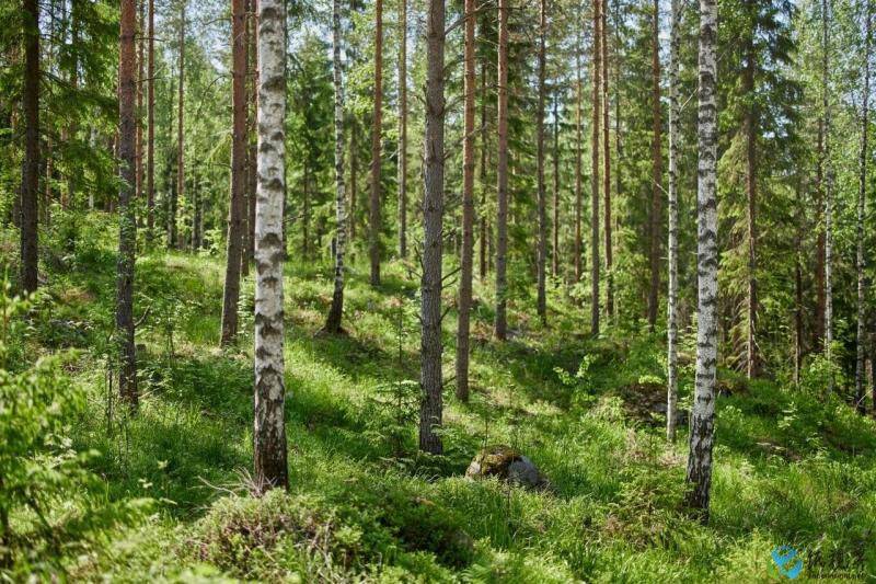 7月18日化机浆行业产能利用率为99.11%