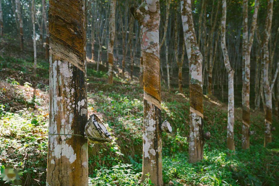 9月20日天然橡胶出口量为0.7万吨