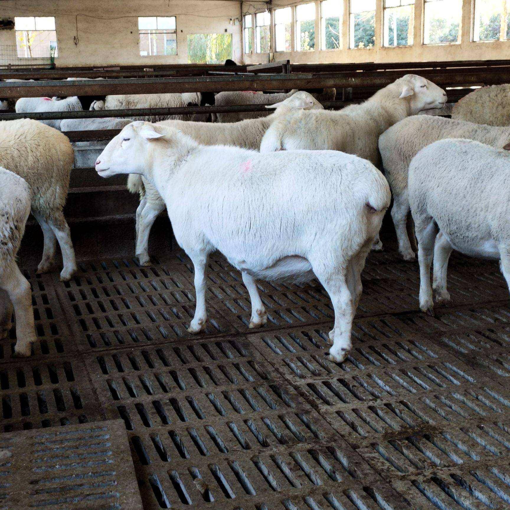 10月24日小苏打开工率数据录得67.27%