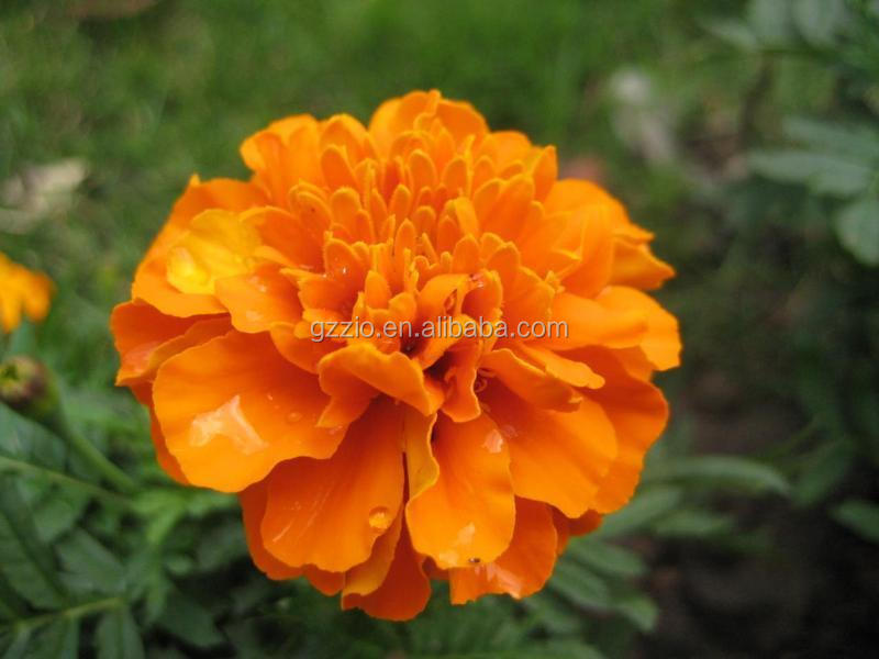 2025年1月18日最新正己烷价格行情走势查询