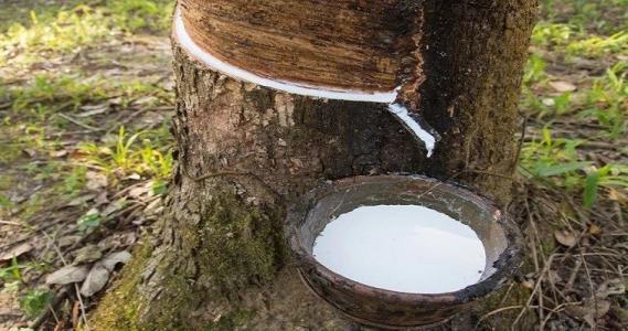 天然橡胶价格自高位回落 胶价受到宏观指引较强