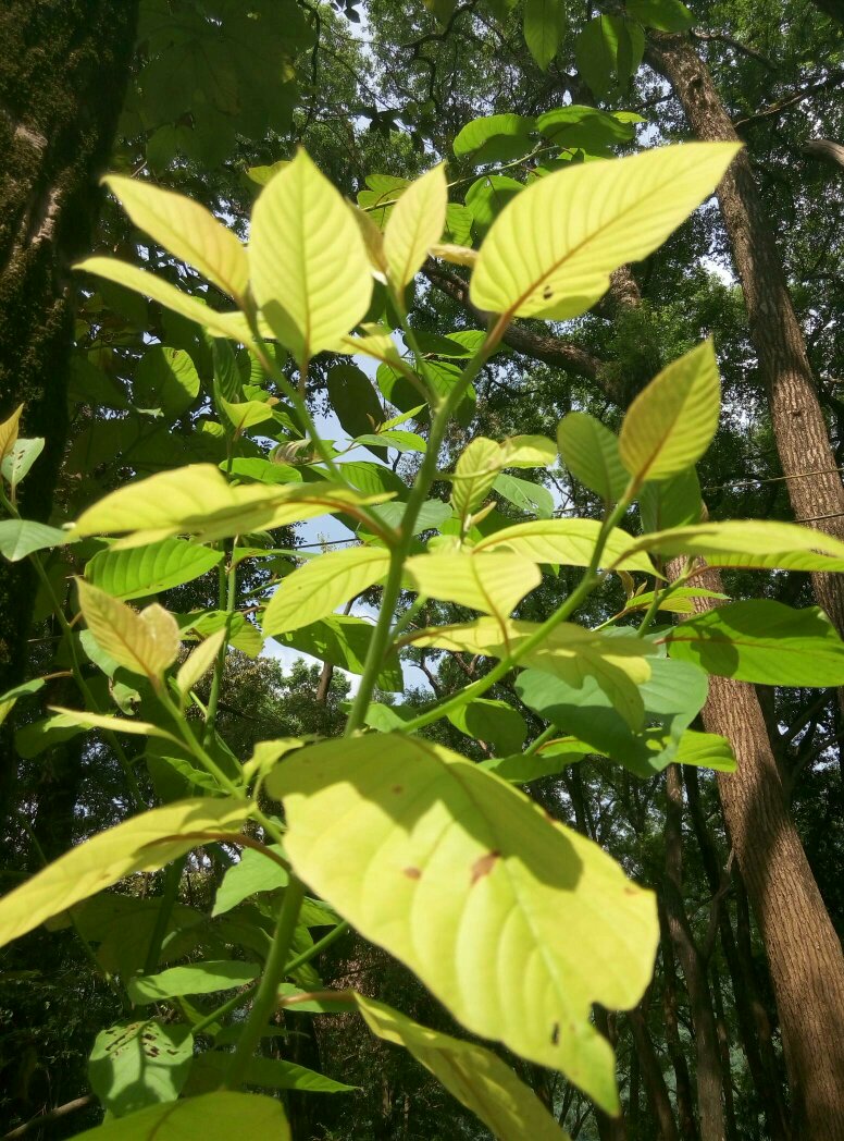 3月21日阔叶木片进口量为118.9万吨
